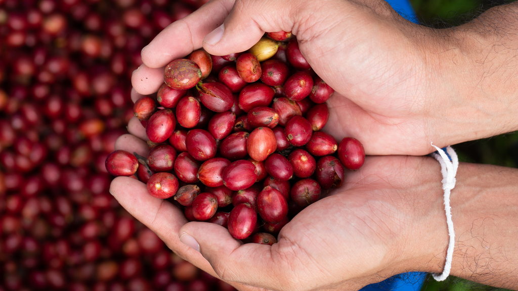 Do you know your coffee berry?