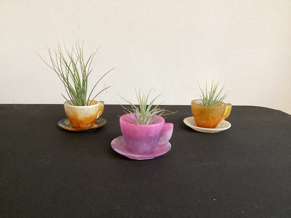 Air plant coffee cup